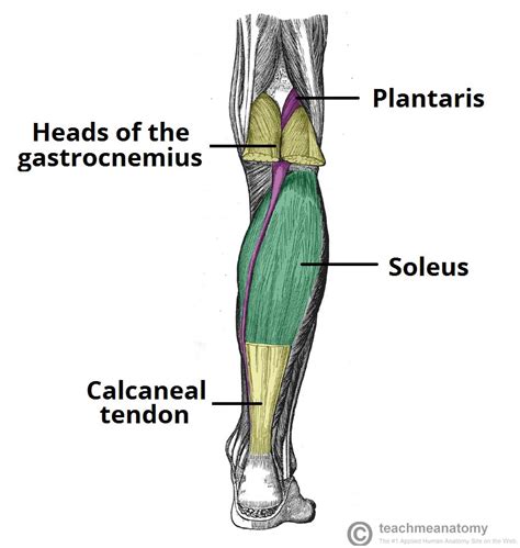 Muscles of the Posterior Leg - Attachments - Actions - TeachMeAnatomy