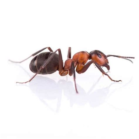 Pavement Ant – Antworks Pest Control – Pest Control and Exterminator ...