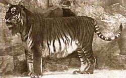 Caspian Tiger - Extinct Species - Recently Extinct