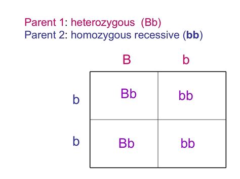 Gregor Mendel & Punnett Squares