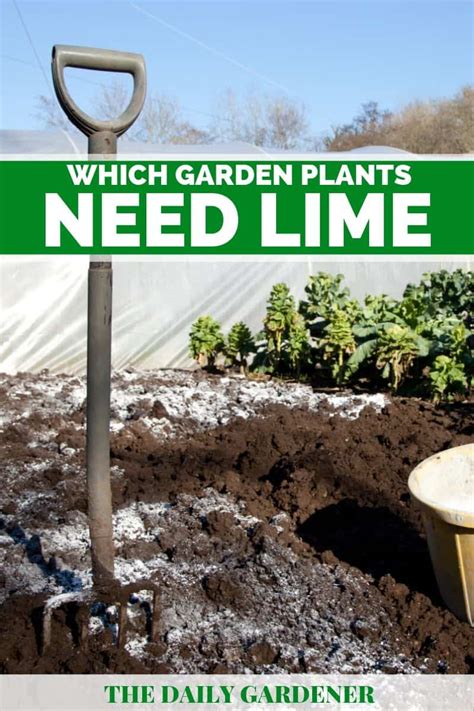 How To Create Lime Soil For Plants That Thrive In Alkaline Conditions ...