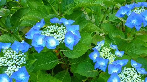 Blue Lace Hydrangea in The July Garden