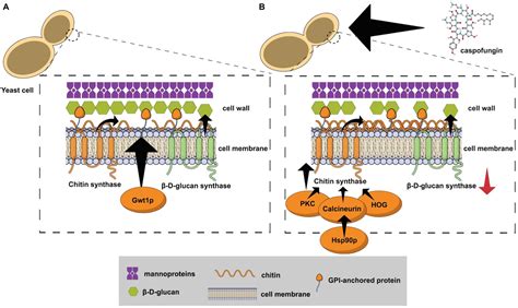 Frontiers | Fungal Cell Wall: Emerging Antifungals and Drug Resistance