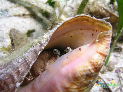 Gimmi some Conch! - My Beautiful Belize