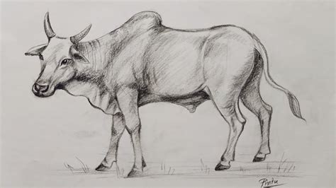 How to draw an ox | Pencil shading - YouTube