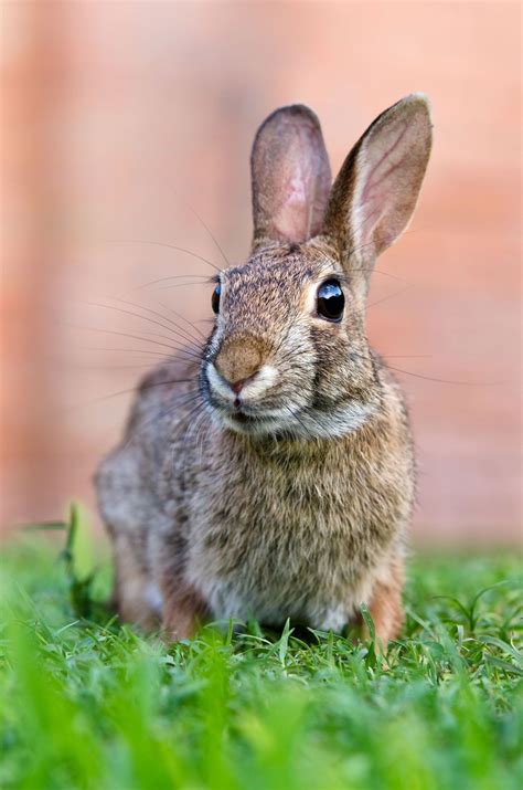 Rabbit | Description, Species, & Facts | Britannica