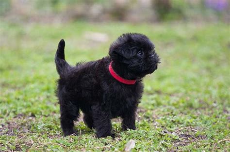 Are Affenpinscher Puppies Lazy