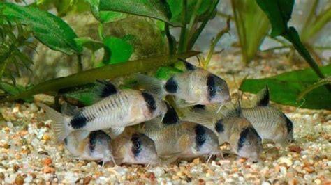 Panda Cory Catfish Breeding: A Complete Guide For Success