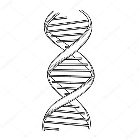 Dna Drawing at GetDrawings | Free download