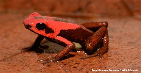 Ranas venenosas de Colombia