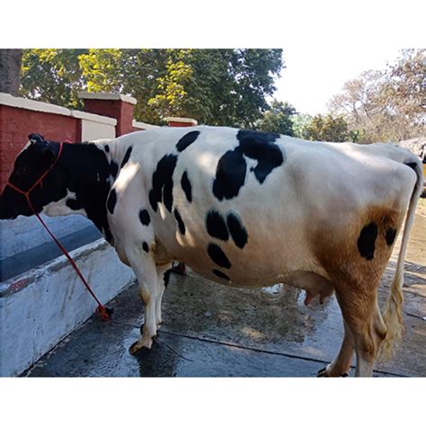 High Breed Hf Cow at Best Price in Karnal | Nathu Ram Dairy Farm