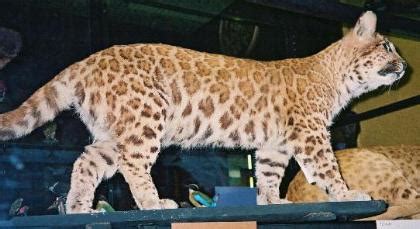 PUMAPARD & PUMA/JAGUAR HYBRIDS