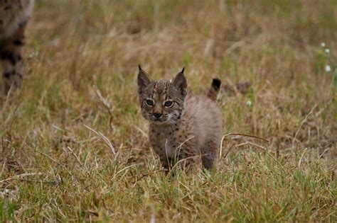 Iberian Lynx | Coniferous Forest