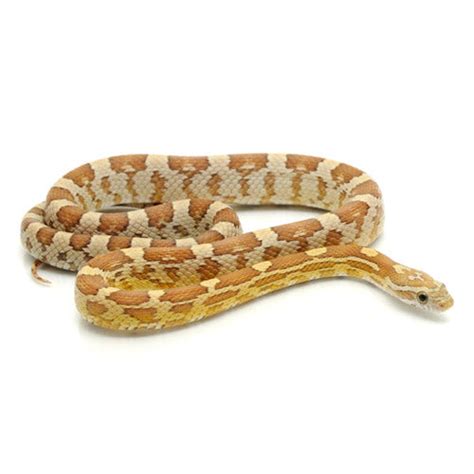 Amber Corn Snakes For Sale – Big Apple Pet Supply