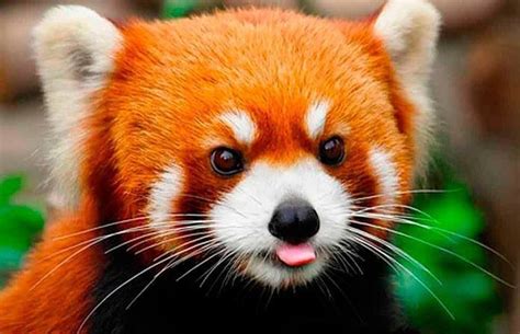 O animal no ícone do Mozilla Firefox não é uma raposa, mas sim um panda ...