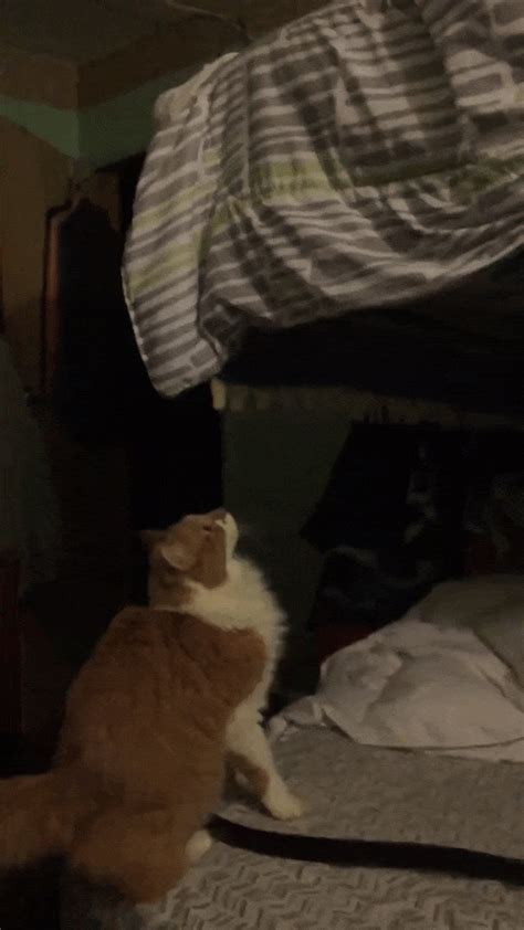 Made a GIF of my cat jumping in slow motion : r/aww