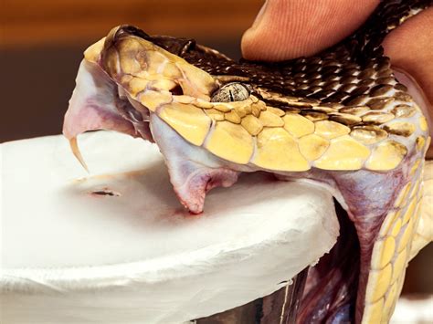 Here's How You Milk Snakes to Make Antivenom | WIRED