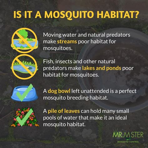 How Knowing a Mosquito's Habitat Can Aid in Mosquito Control | Mr ...