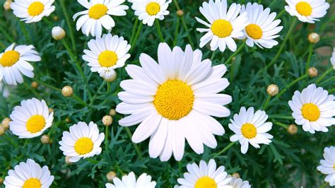 Daisy Care - How to Plant & Grow Outdoor Daisy Flowers in a Garden