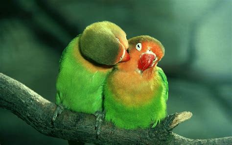 HD wallpaper: Birds in love are kissing, two green and orange love ...