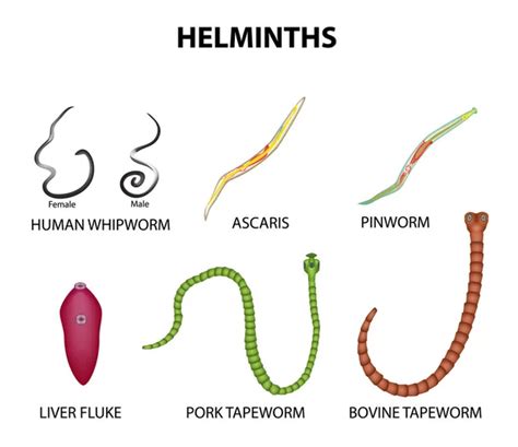 361 Helminth Vector Images, Royalty-free Helminth Vectors | Depositphotos®