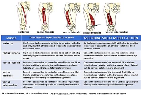 Sartorius and quadriceps muscle actions during the squat. | Download ...