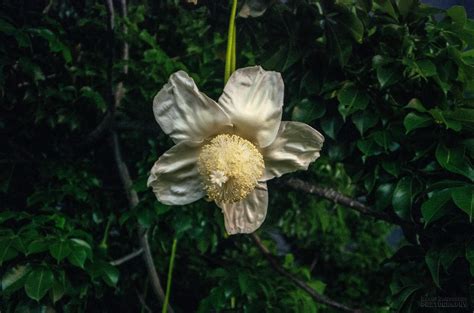 African Baobab flower in Hollywood Florida. They had all just opened ...