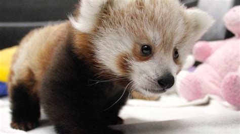 Twin Red Panda Cubs at Lincoln Children's Zoo - YouTube