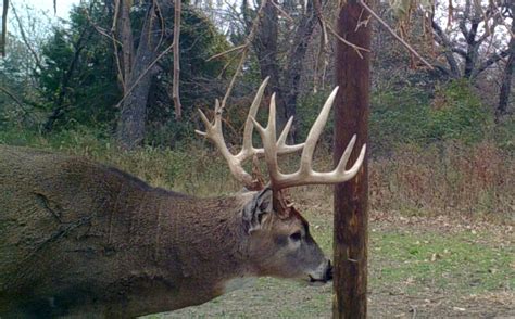 Whitetail Secondary Rut Hunting Strategies | Whitetail Habitat Solutions