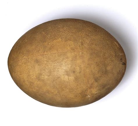 Elephant Bird Egg Photograph by Natural History Museum, London/science ...