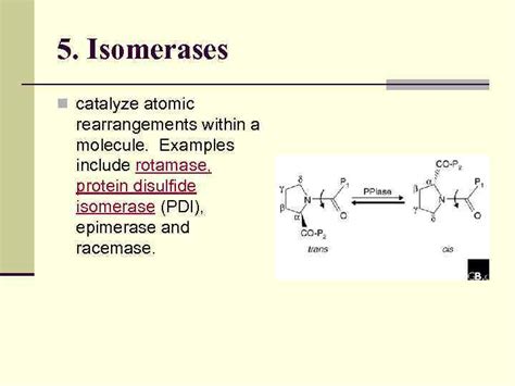 Enzymes continuation Professor of Novosibirsk State Agrarian University