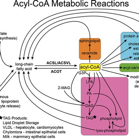 (PDF) Physiological Consequences of Compartmentalized Acyl-CoA Metabolism