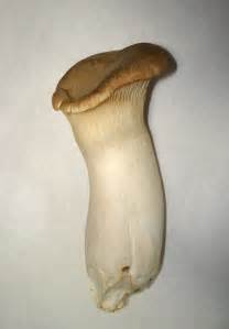 Pleurotus eryngii | Mycology Wiki | FANDOM powered by Wikia