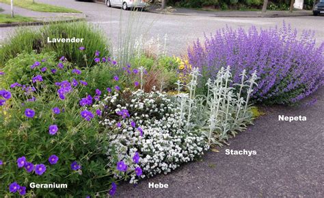 lavender and silver. plant pairings | Hydrangea landscaping, Plants ...