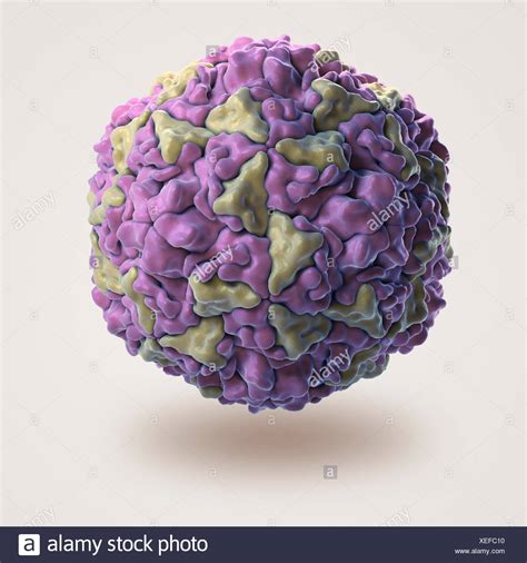 20+ Fakten über Rhinovirus Structure: Learn and reinforce your ...