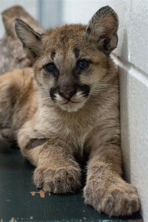 University of Houston debuts new live cougar mascot, Shasta VII