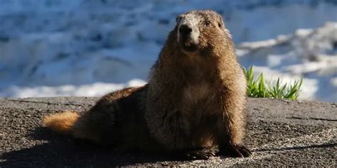 Fun Hoary Marmot Facts For Kids | Kidadl