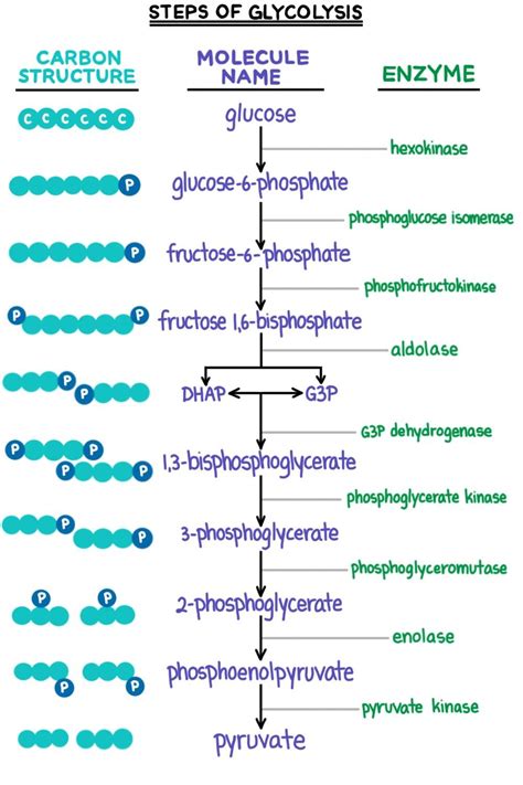 Glycolysis Diagram With Structures Glycolysis Steps Enzymes