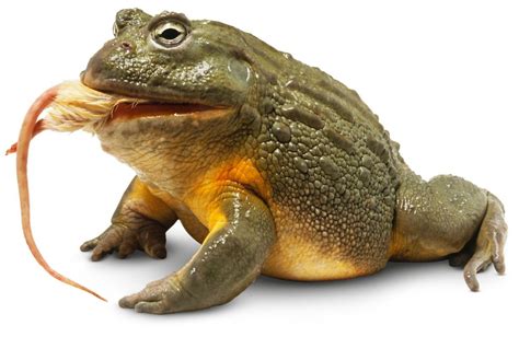 African Bullfrog eating mouse - Dorling Kindersley | Kikker, Salamanders