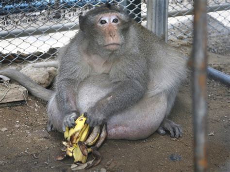 Uncle Fat the morbidly obese monkey placed on diet in Thailand after ...