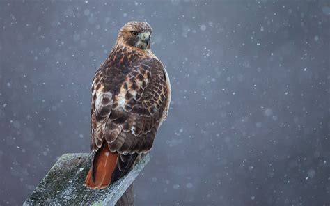 Red-tailed Hawk | Audubon Field Guide