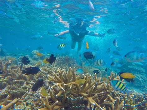 Snorkeling di Spot Menawan Wisata Pulau Pramuka | Fish pet, Trip, Pets