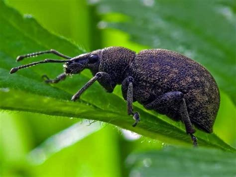 Curculionidae is the family of the "true" weevils. It is the third ...