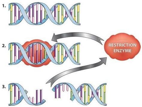 Restriction Enzymes: Types & Examples – StudiousGuy