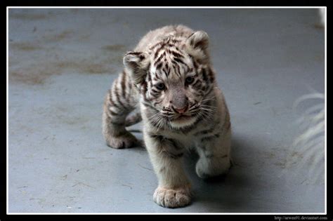 Baby White Tiger Cubs