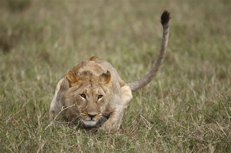 Female Lion Hunting Stock Photo By ©STYLEPICS 9710334, 50% OFF