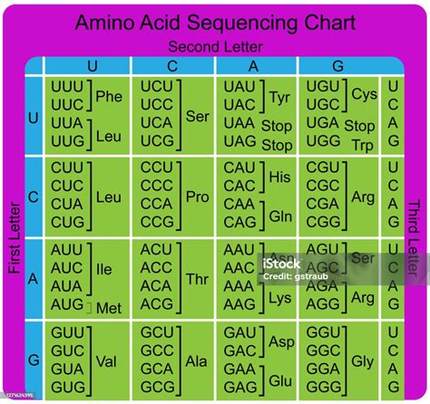 Amino Acid Sequence Chart Stock Illustration - Download Image Now ...