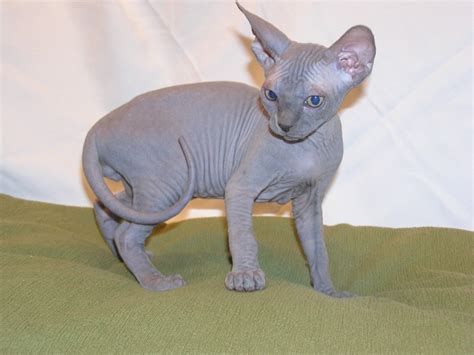 10 Best Sphynx Cat Names