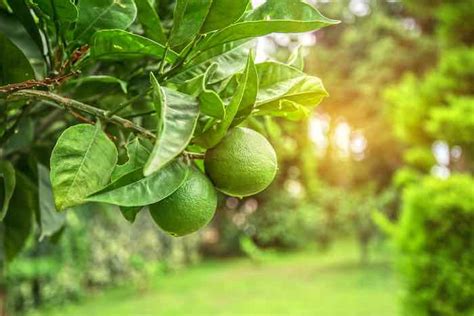 The Lemon Lime Tree - Minnetonka Orchards