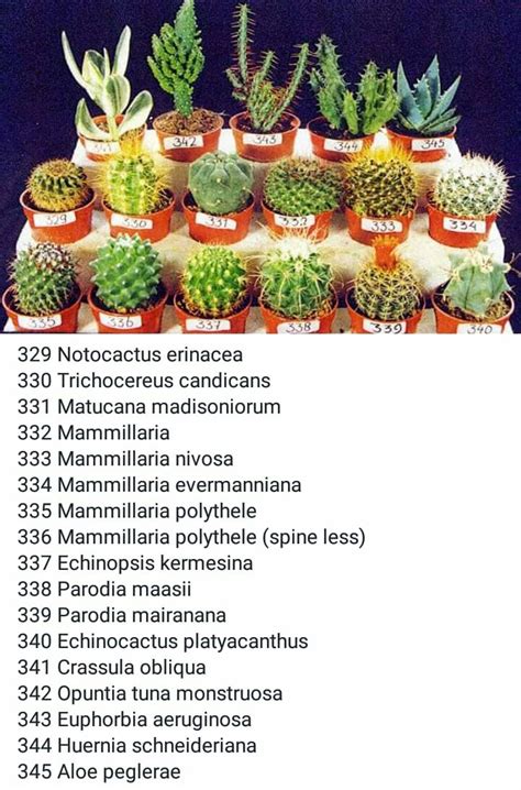 Pin by Carlosruizmartins on Plantas | Cactus plants, Succulent names ...